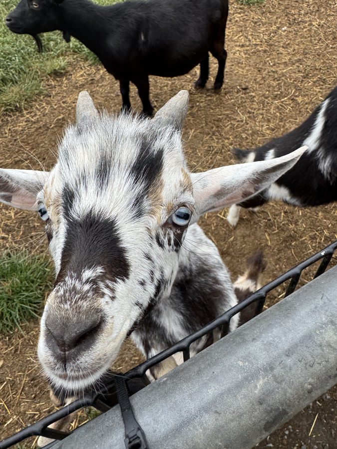 Cherry Crest Adventure Farms
