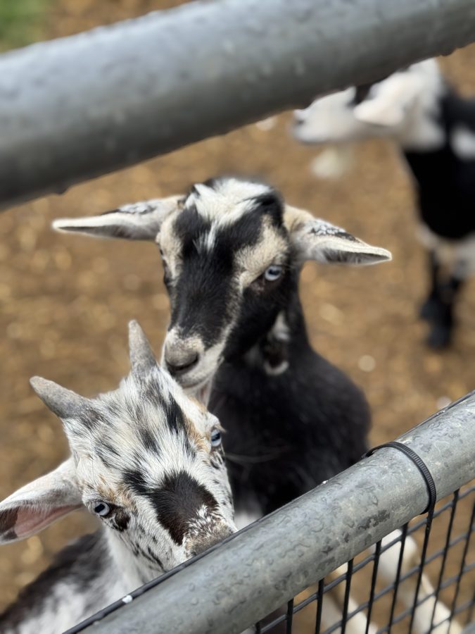 Cherry Crest Adventure Farms