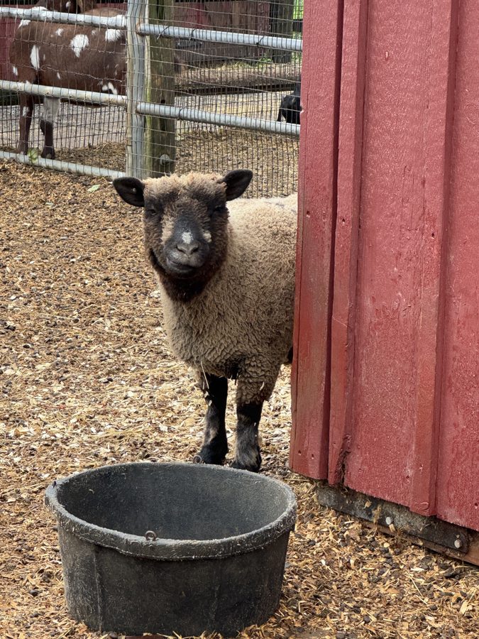 Cherry Crest Adventure Farms