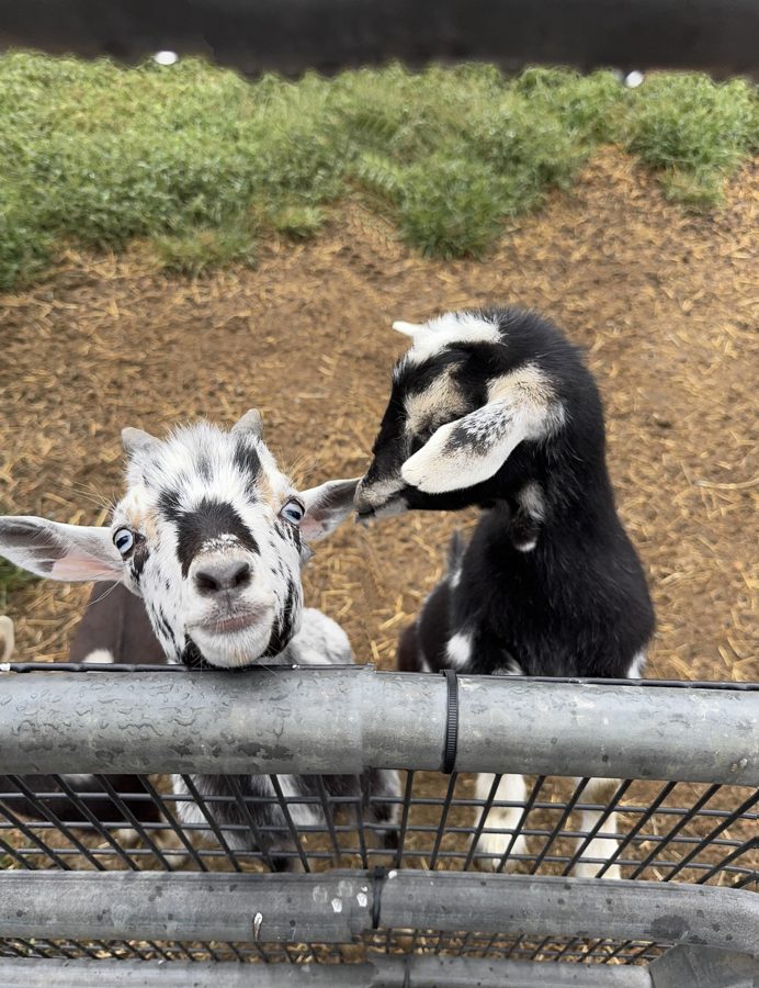 Cherry Crest Adventure Farms